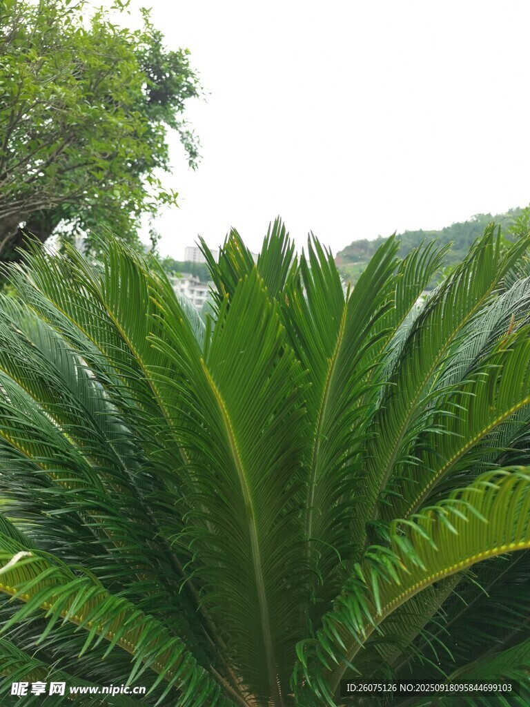 翠綠蘇鐵植物特寫