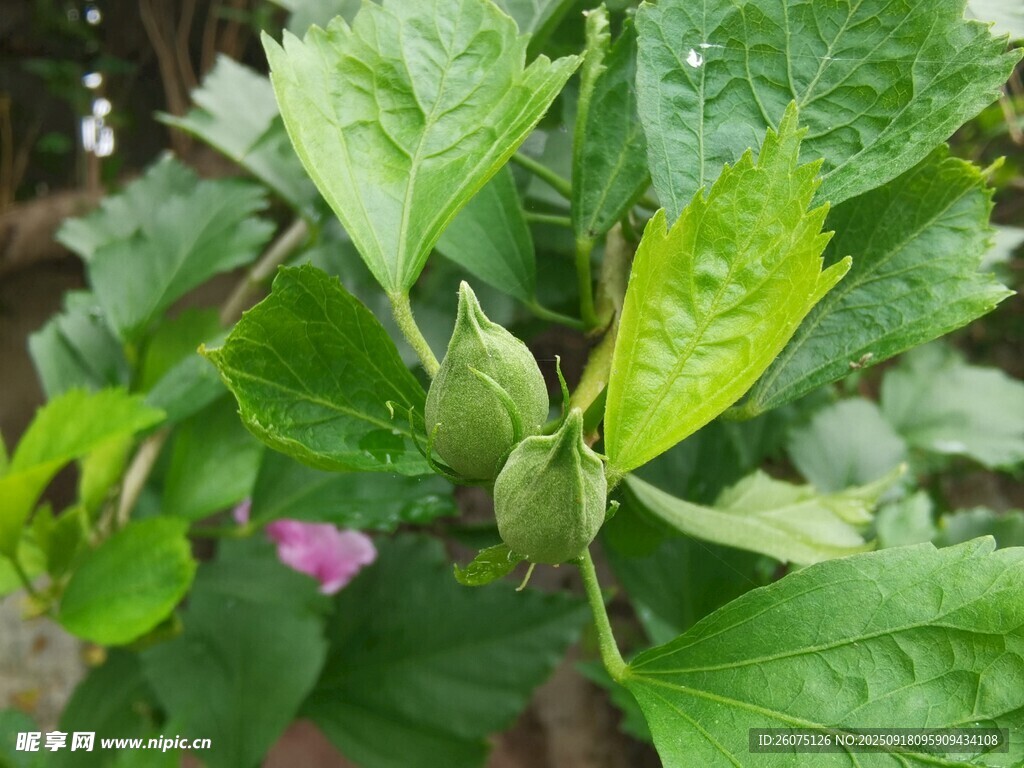 雨中嫩綠植物與花苞