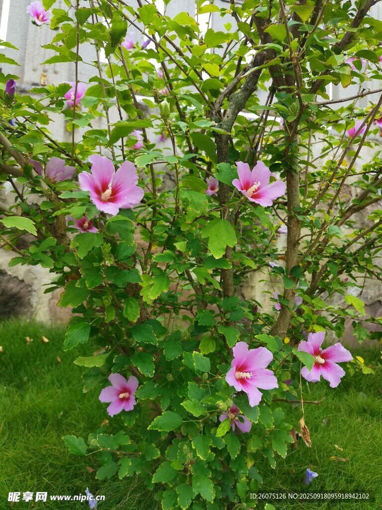 粉色木槿花綻放于綠葉間