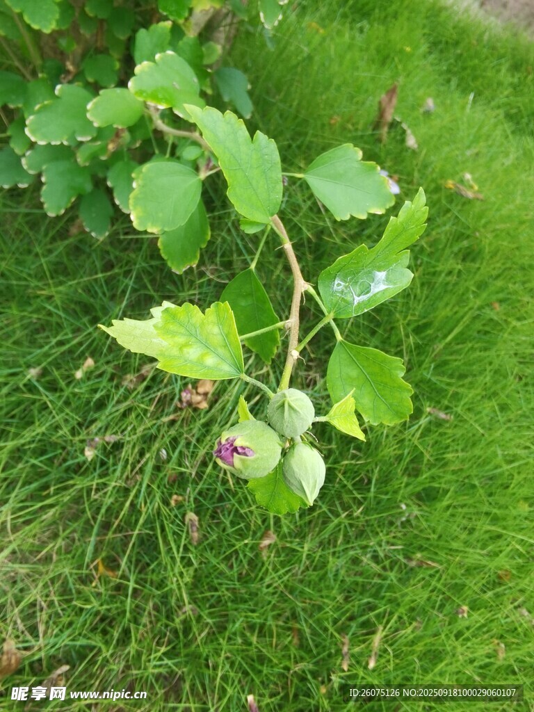 草叢中的帶果植物枝椏
