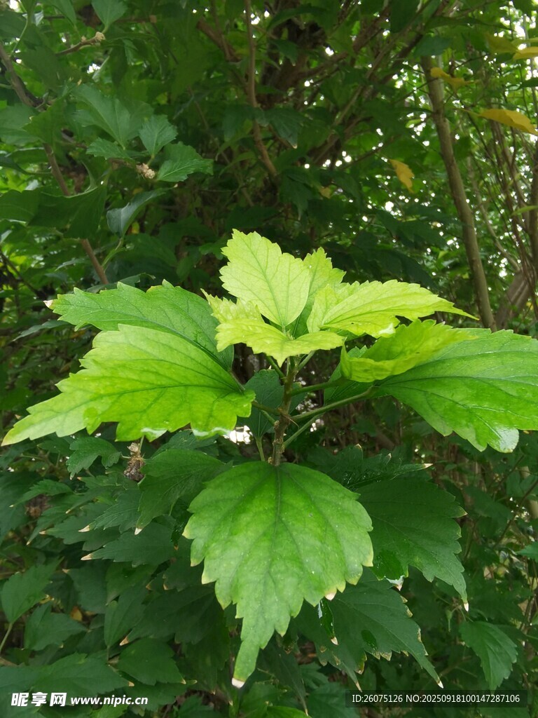 翠綠葉片于繁茂林間