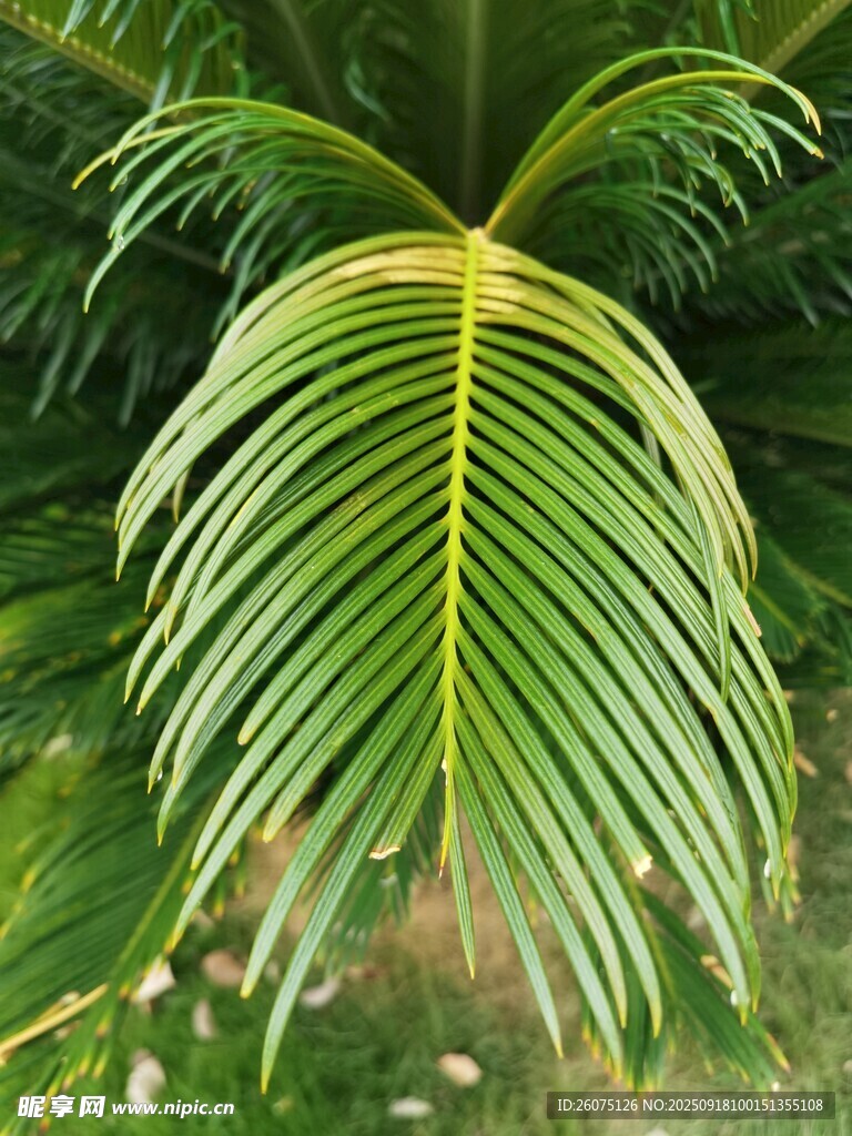 翠綠羽狀葉片的熱帶植物