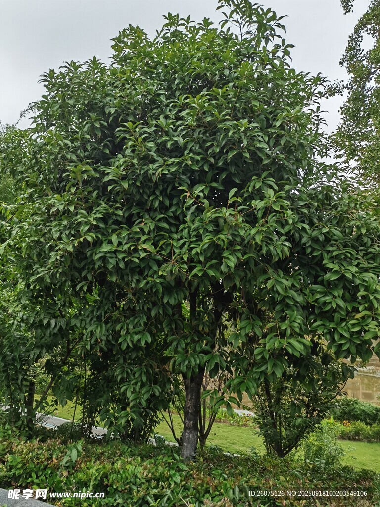 茂盛綠樹盡顯自然生機