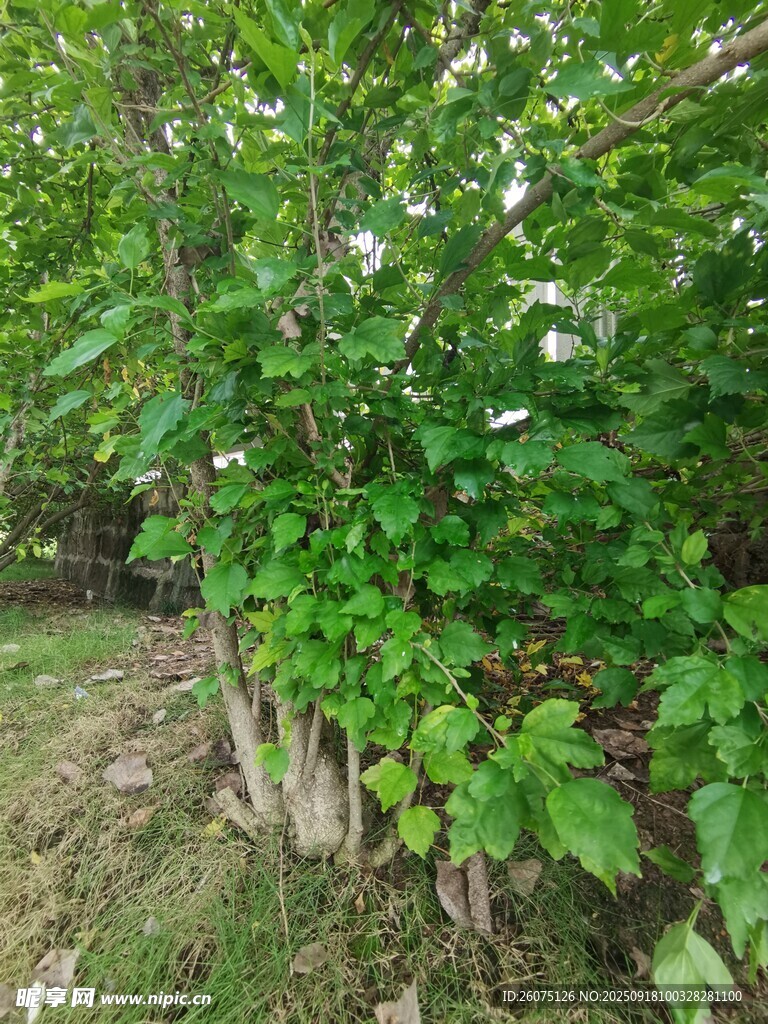 綠葉白花的繁茂植物