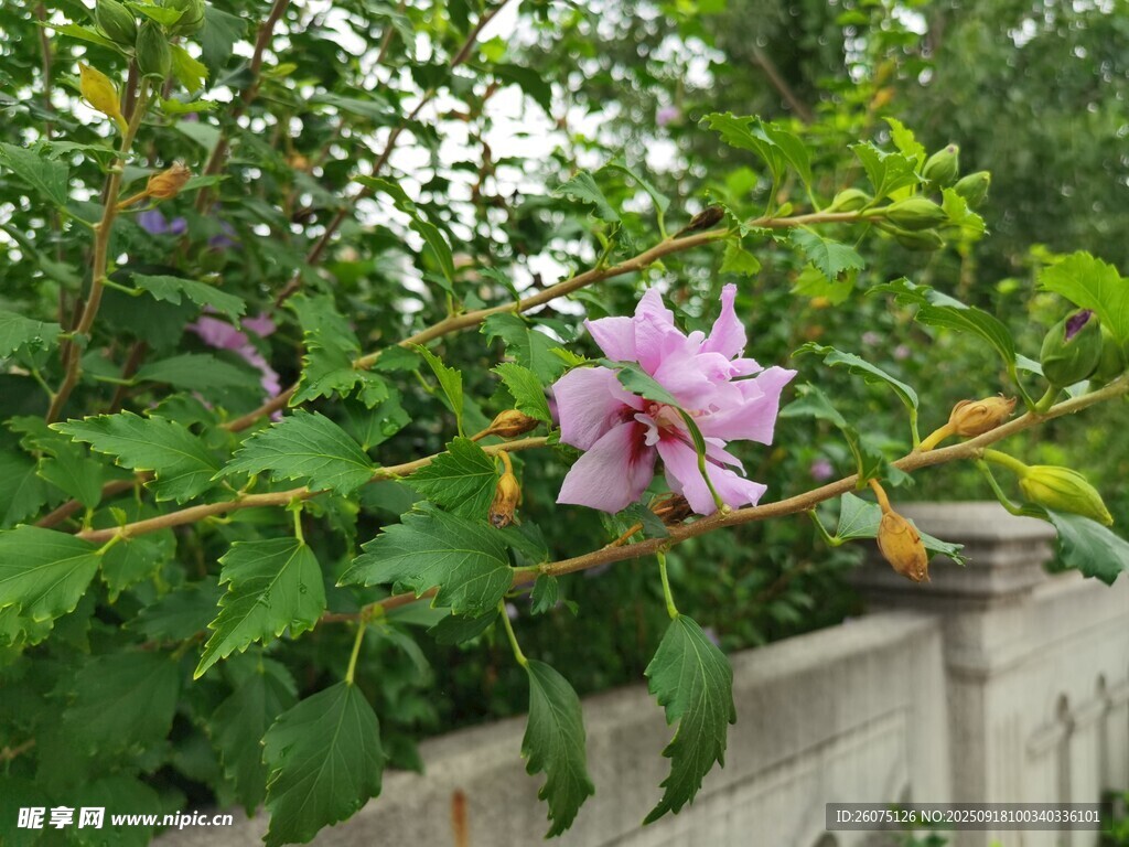 墻邊綻放的嬌艷粉色花朵