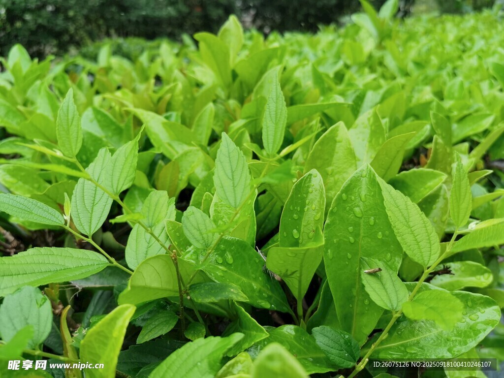 翠綠鮮嫩的綠葉植物