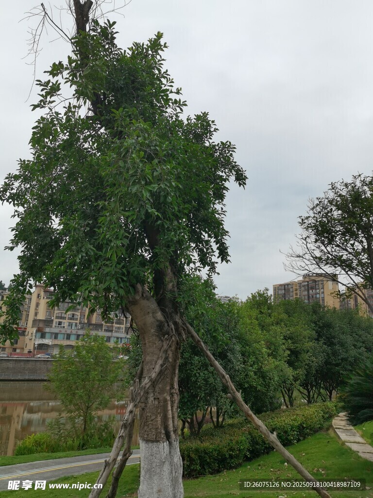 古木參天綠意濃