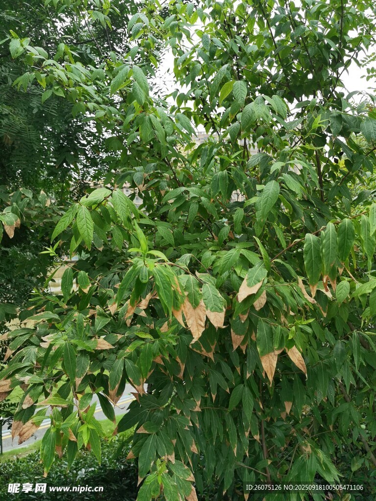 翠綠間泛黃的繁茂植物