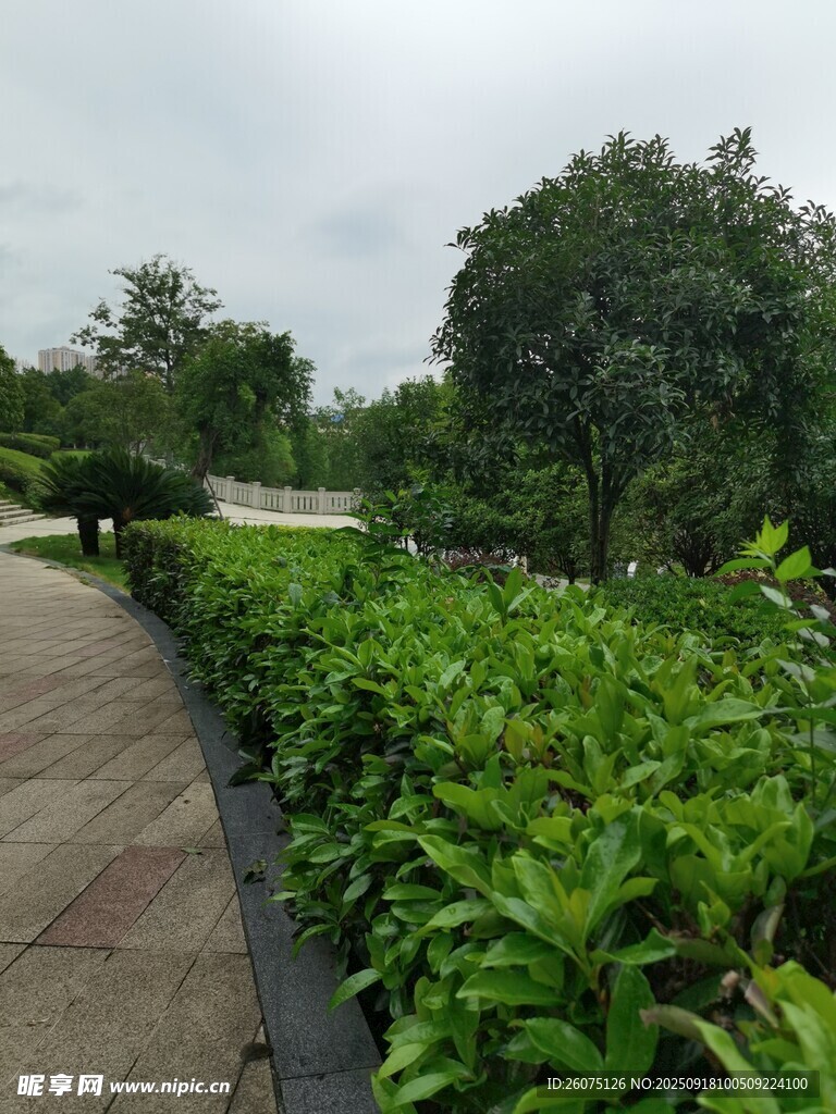 雨中園林小徑綠植景觀