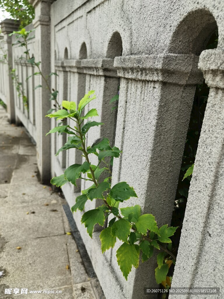石墻邊的綠植生機盎然