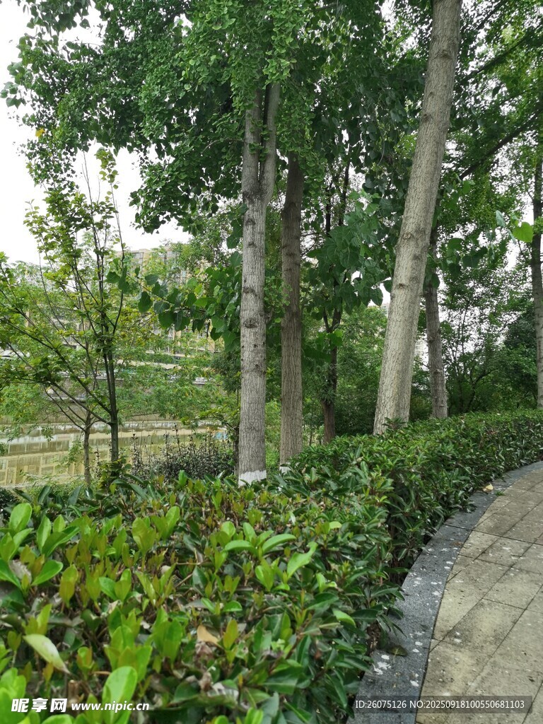 林蔭小徑旁的綠植景觀
