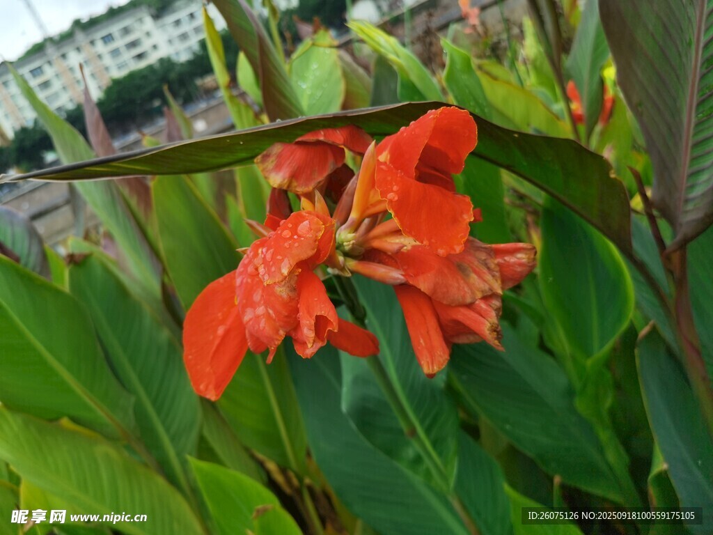 鮮艷美人蕉綻放綠意間