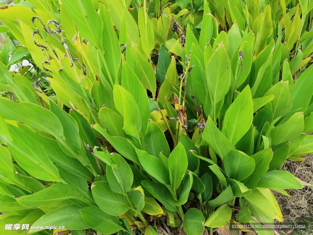 翠綠繁茂的植物景觀