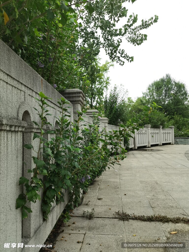 墻邊綠植蔓延的寧?kù)o小路