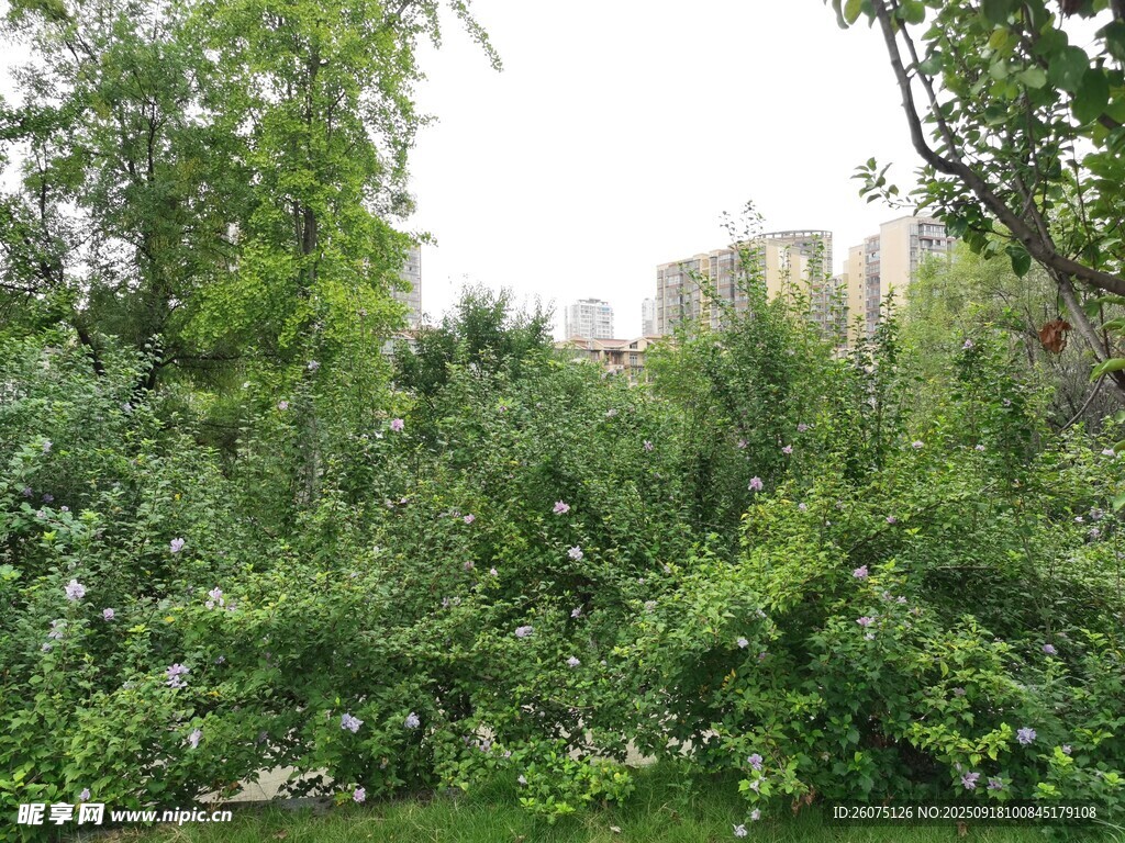 繁茂綠植中的城市遠(yuǎn)景