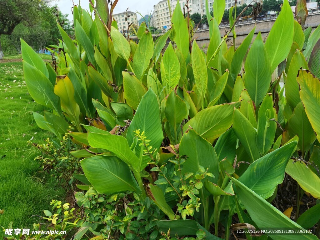翠綠繁茂的戶外植物景觀