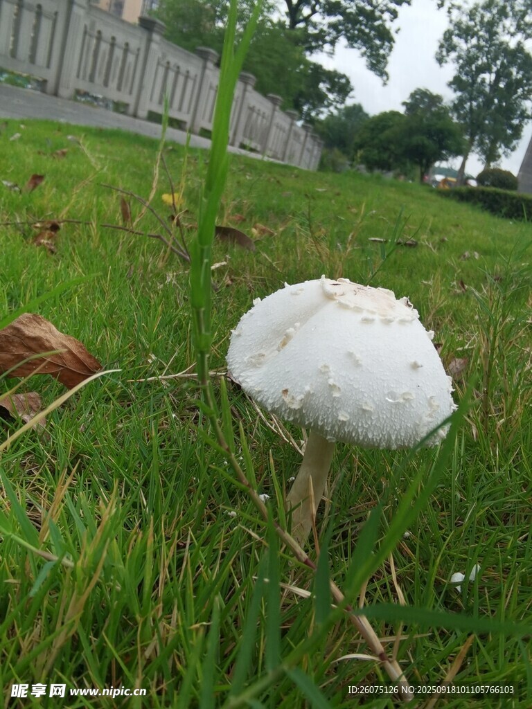 草地上的白色蘑菇