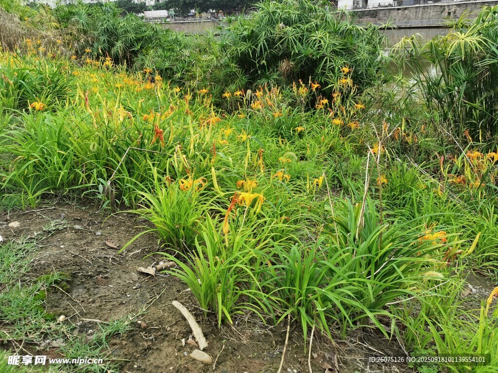 山坡上的燦爛萱草花叢