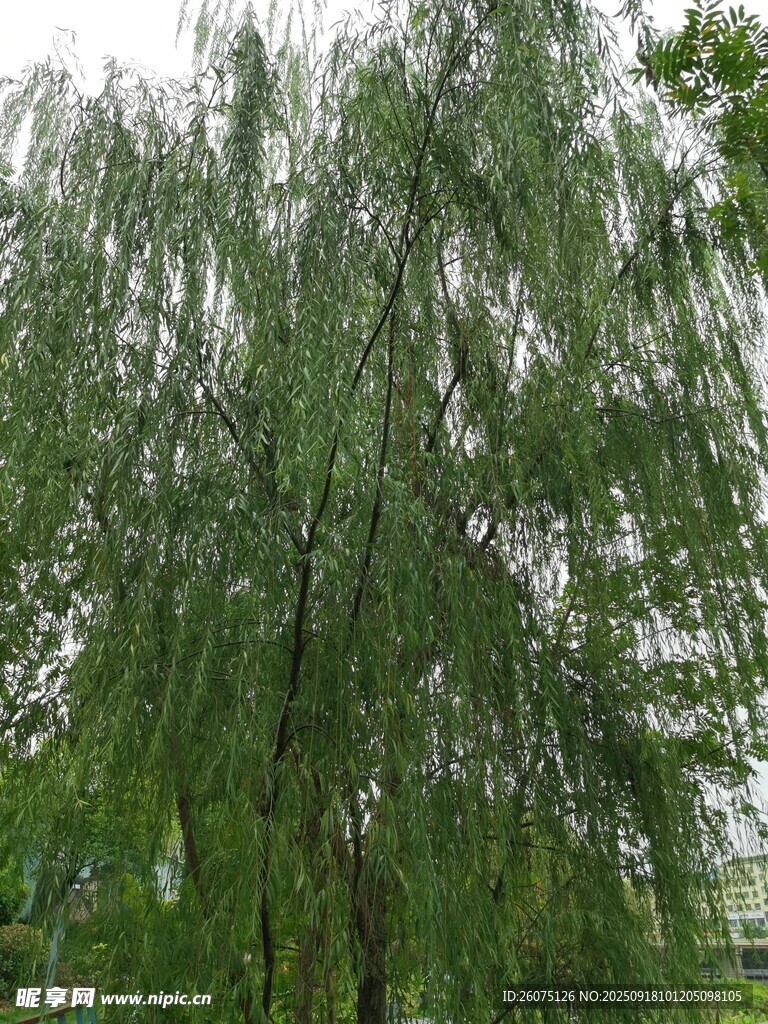 垂柳依依