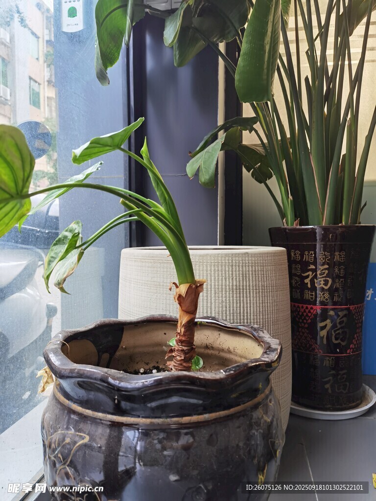 古樸花盆中的綠意生機(jī)