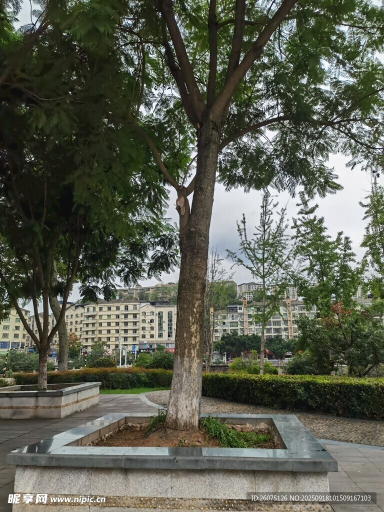 公園中獨(dú)立的樹(shù)木景觀