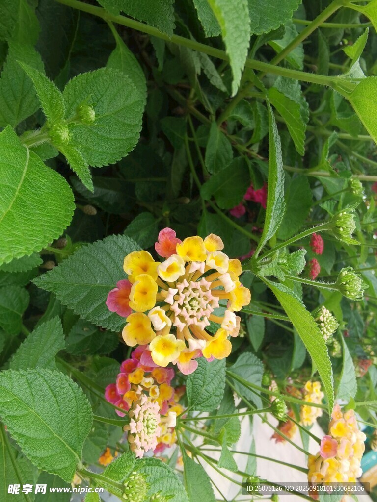 多彩花朵綻放于綠葉間