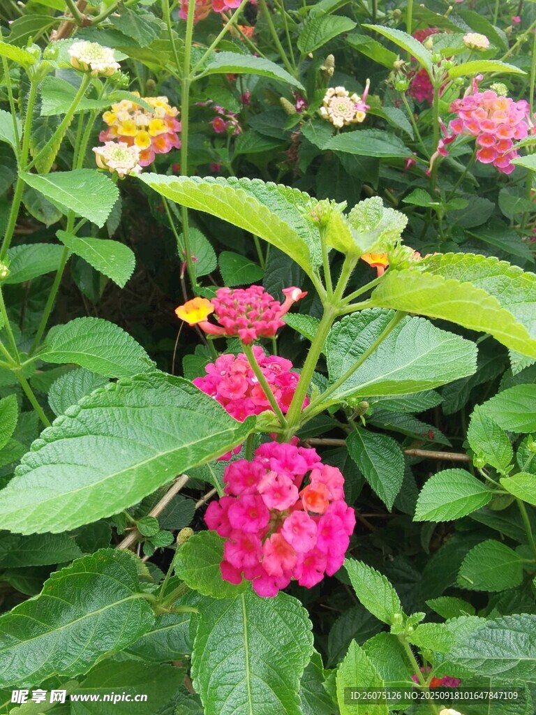 多彩馬纓丹綻放綠意間