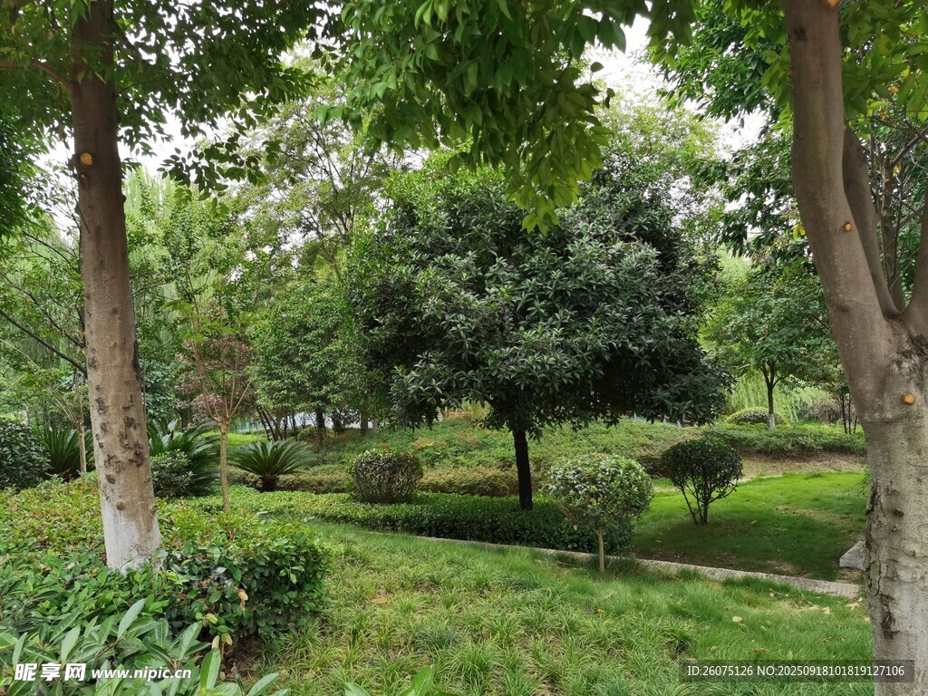 綠意盎然的公園景致