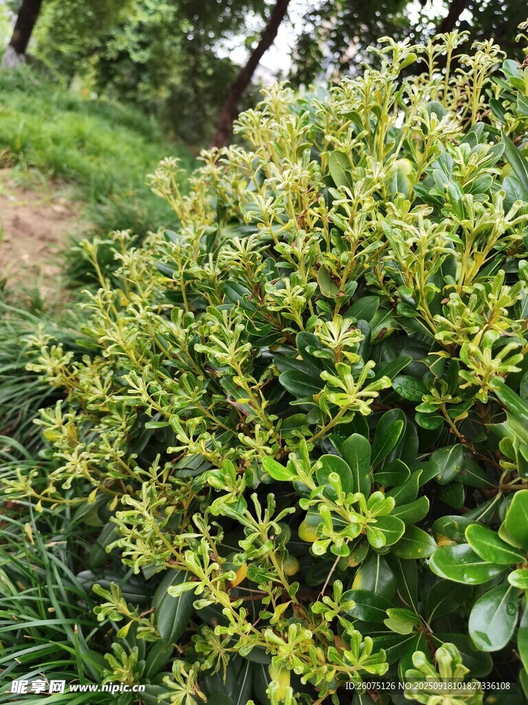 綠葉繁茂的灌木叢