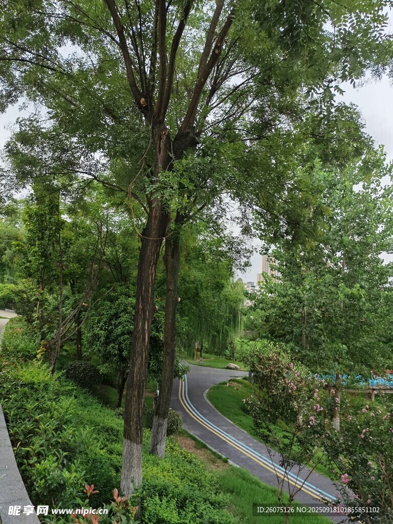 林間蜿蜒小徑綠意盎然