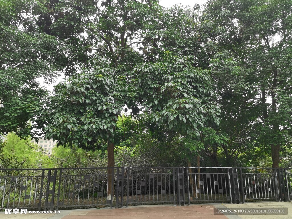 戶外蔥郁樹木景觀