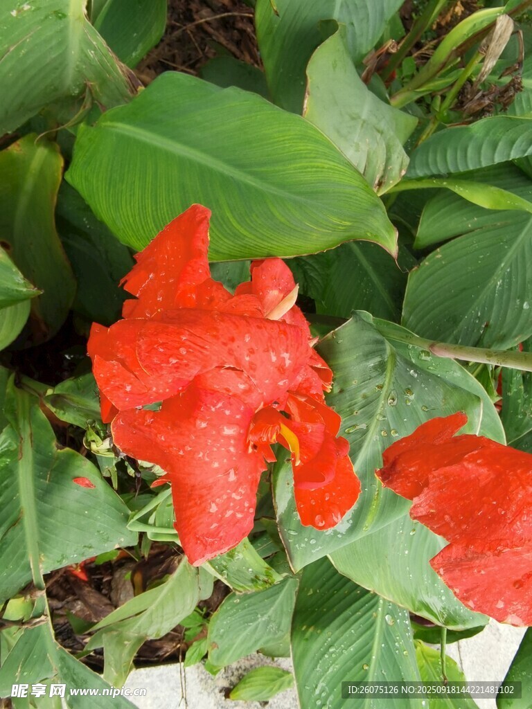 鮮艷紅色花朵與綠葉相伴