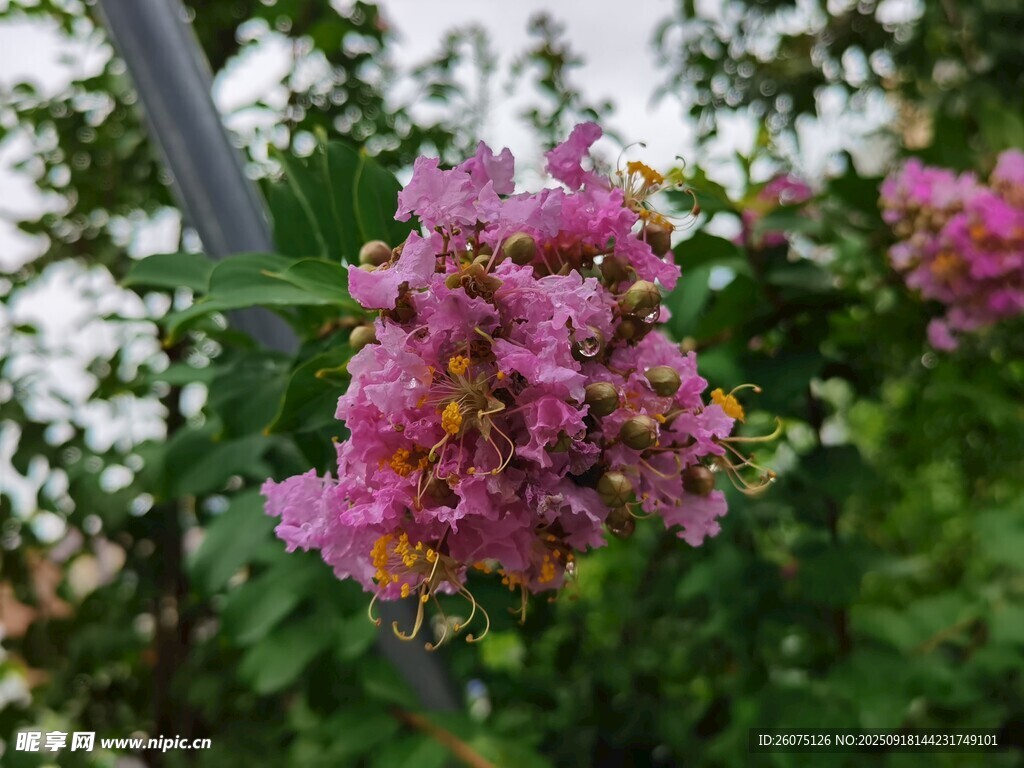 嬌艷紫薇花綻放