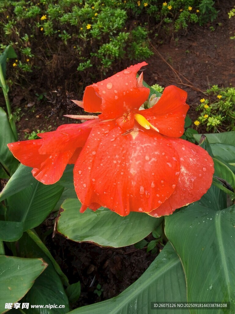 艷麗紅色美人蕉花朵綻放