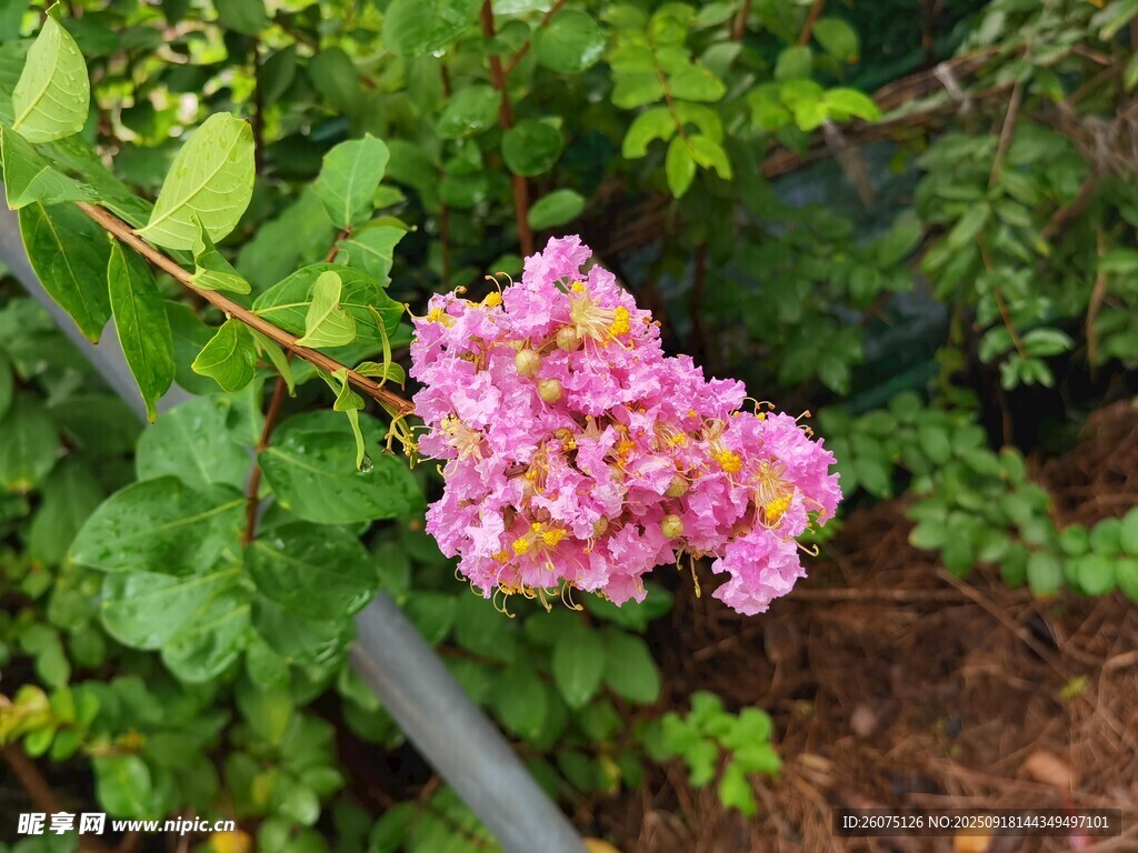 嬌艷紫薇花綻放于綠葉間
