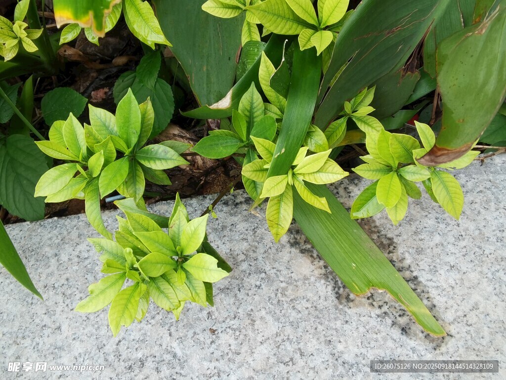 石上綻放的嫩綠小花