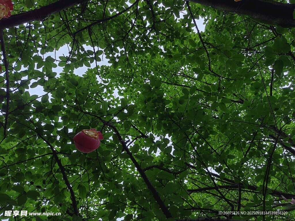 綠葉間的紅燈籠