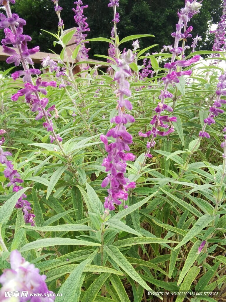 紫色鼠尾草花叢特寫