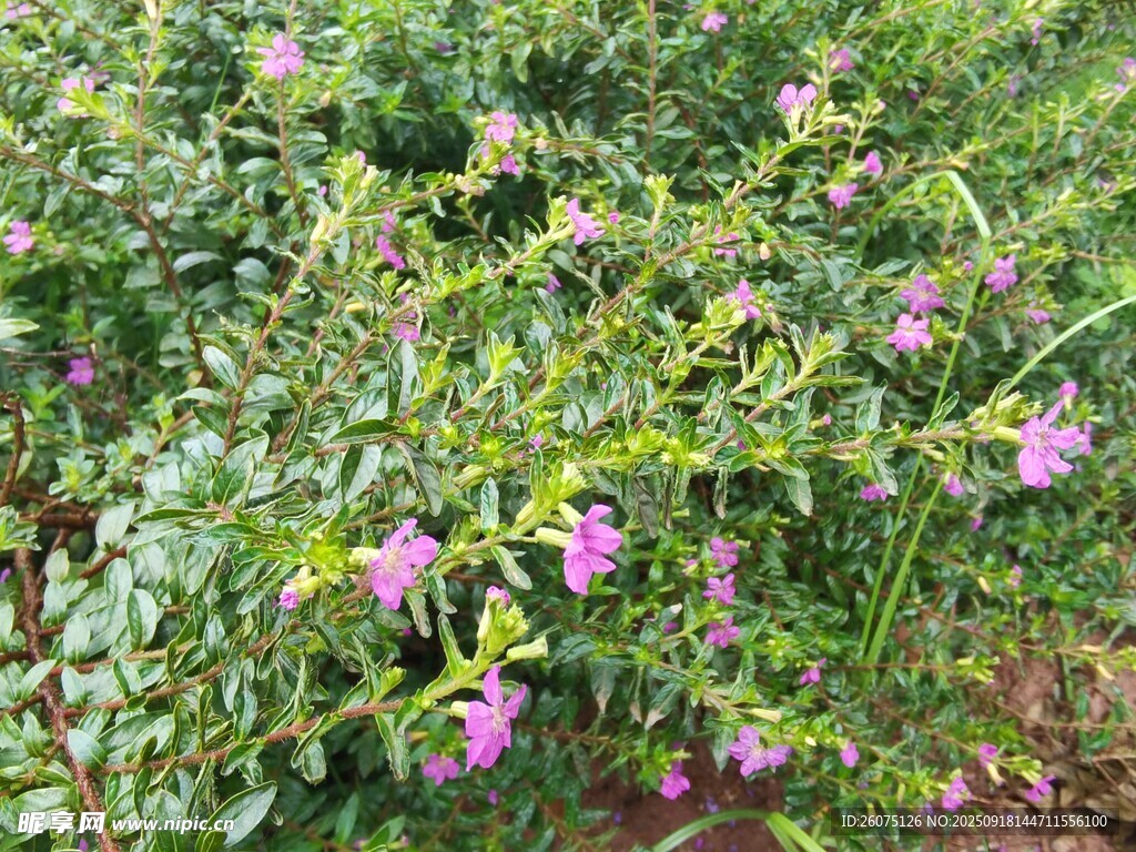 盛開的粉色花朵植物景觀