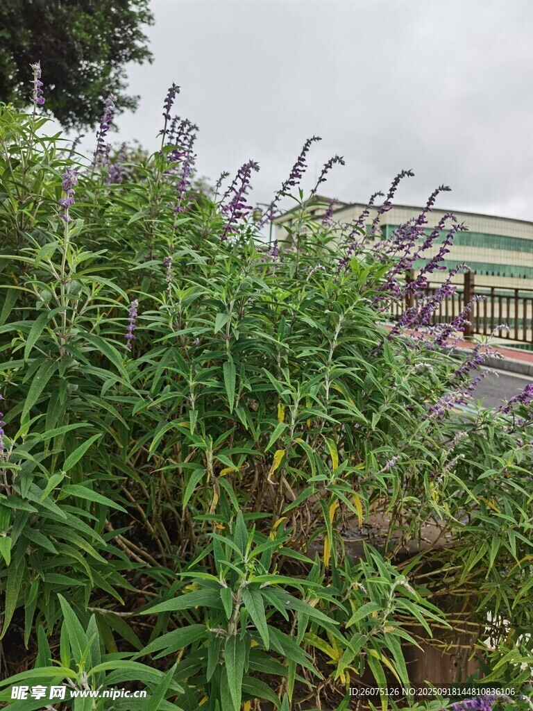 路邊茂盛的綠色植物