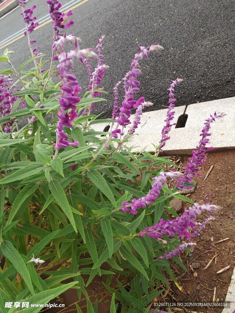 紫色穗狀花卉特寫