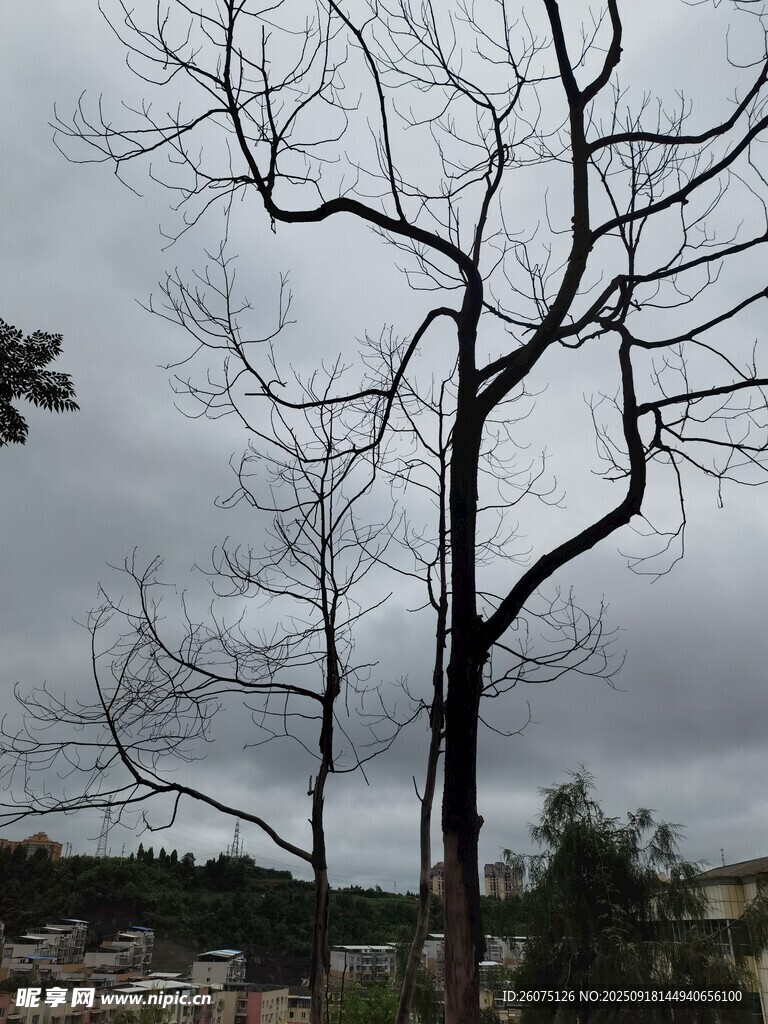 枯樹(shù)矗立在陰沉天空下
