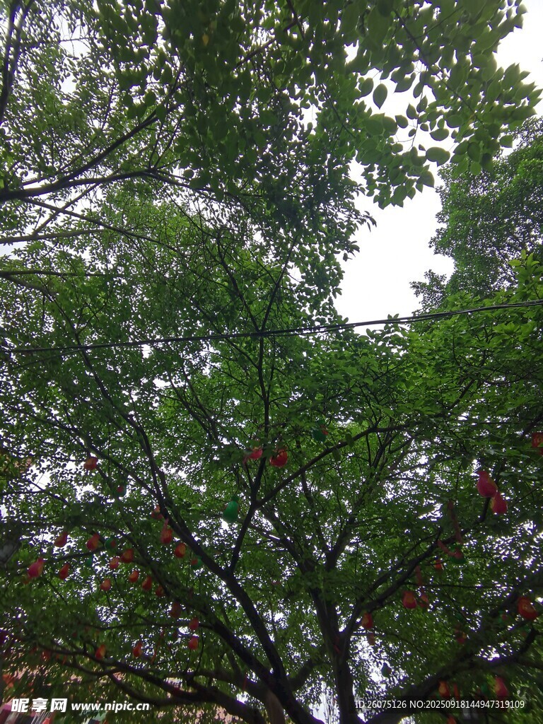 仰視茂密枝葉