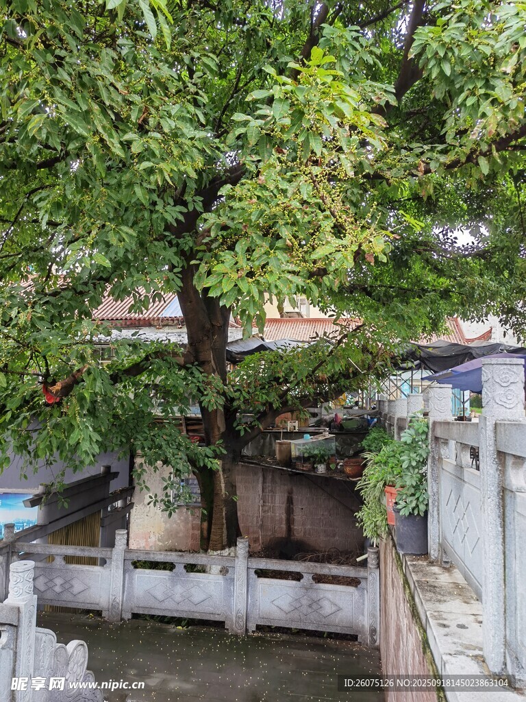 庭院大樹下的寧靜景致