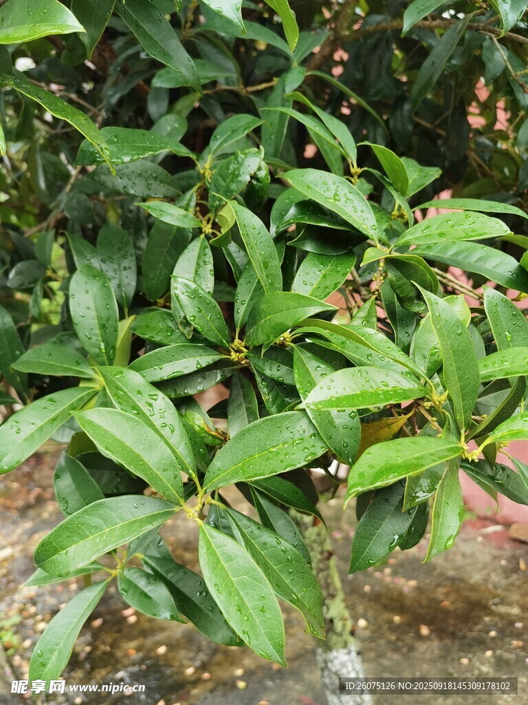 綠葉繁茂的植物景觀