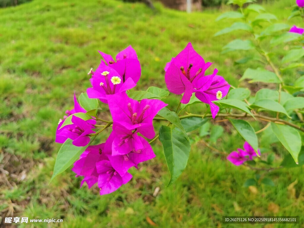 艷麗三角梅綻放于草地