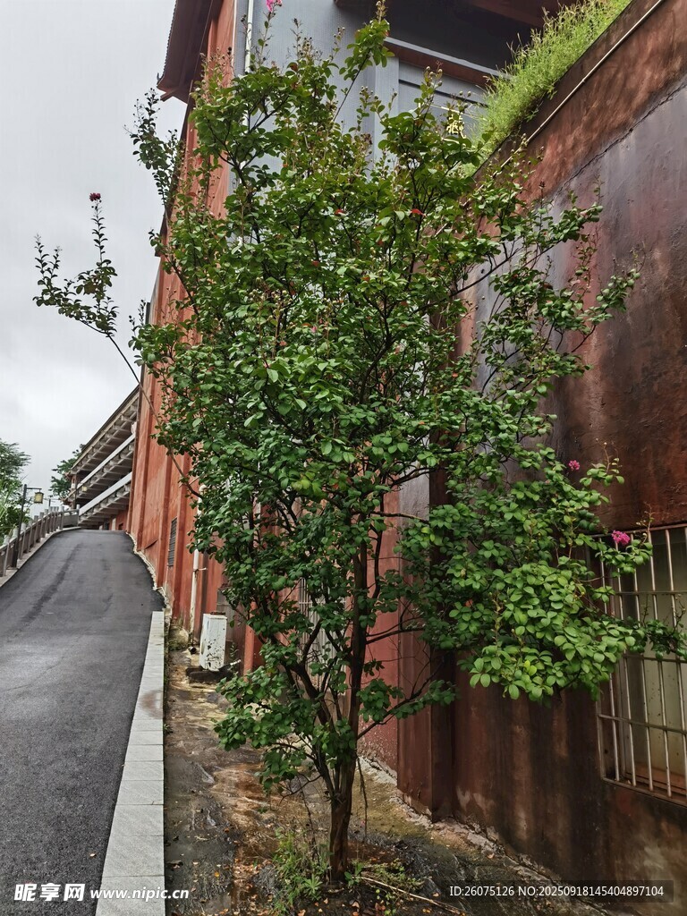路邊綠植與老舊建筑