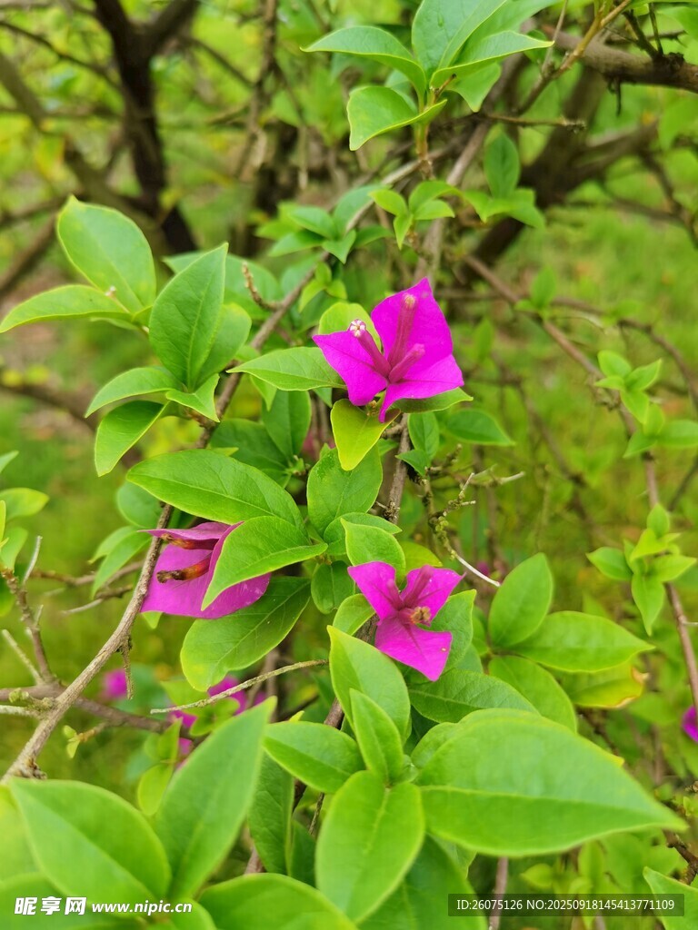 綠葉叢中的嬌艷紫花