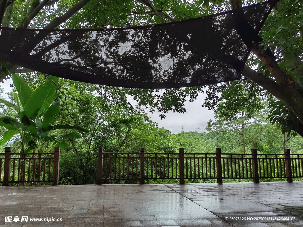 雨后庭院綠植環(huán)繞景致佳