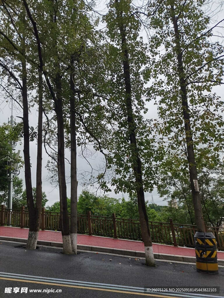 道路旁高大挺拔的樹木